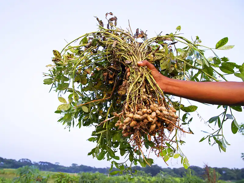 Agriculture farmland in chennai