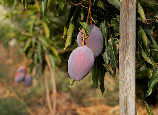 Agriculture farmland in chennai