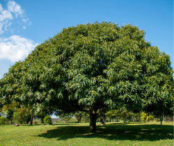 Mango farm land for sale in chennai