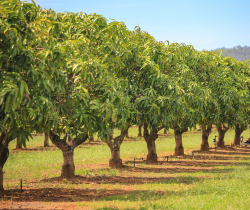 Mango farm land for sale in chennai