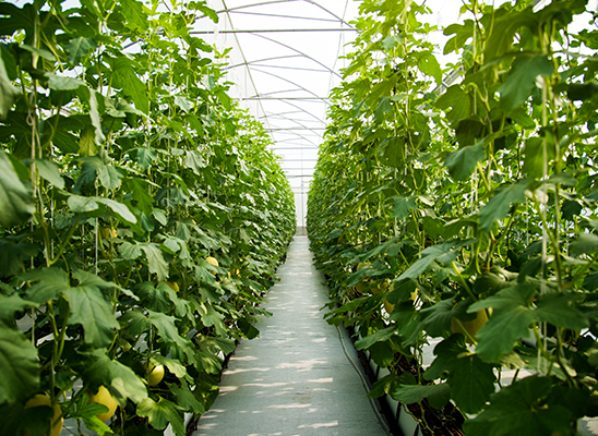 Agriculture farmland in chennai