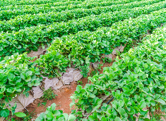 Agriculture farmland in chennai